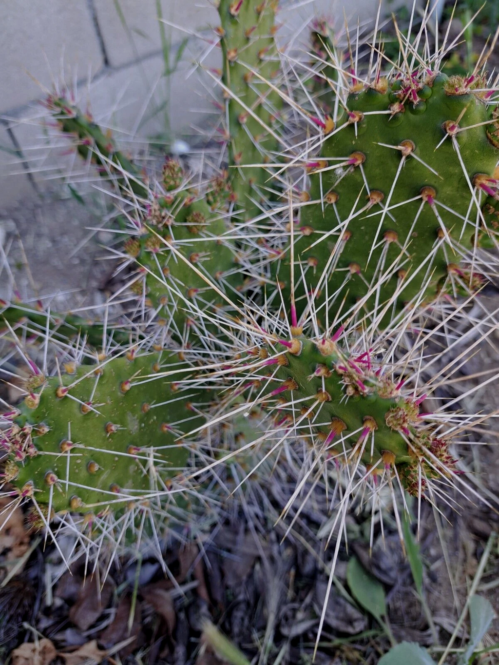 Consolea Millspaughii Unrooted Cutting – 8 to 10 Inch Opuntia Cactus Segment, Live Cactus Cutting for Propagation