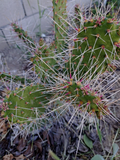 Consolea Millspaughii Unrooted Cutting – 8 to 10 Inch Opuntia Cactus Segment, Live Cactus Cutting for Propagation