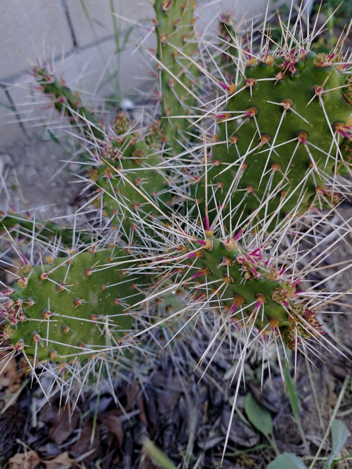Consolea Millspaughii Unrooted Cutting – 8 to 10 Inch Opuntia Cactus Segment, Live Cactus Cutting for Propagation