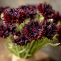 Black Cornflower Seeds – 100 Centaurea Cyanus Flower Seeds for Edible Garnish and Ornamental Gardens