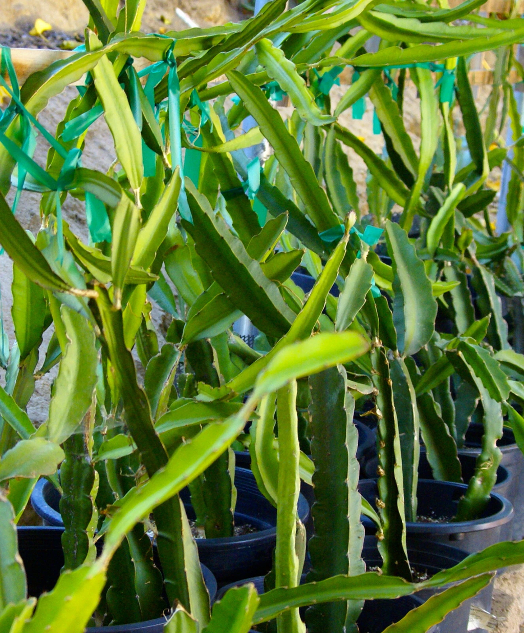 Dragon Fruit Pitaya Cuttings – 3+ Live 8–10 Inch Rooted Cuttings, Self-Fertile Variety, Tropical Climbing Cactus