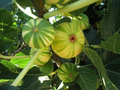 Panache Tiger Fig Tree Cuttings – 2 Unrooted Cuttings, Ficus carica Variegated Fig Variety for Propagation