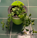 Hoya Heuschkeliana Green Cutting – Live Unrooted Hoya 2 Node Cutting for Indoor Propagation