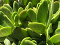 Trailing Creeping Jade Cuttings – 3 Live Senecio jacobsenii Succulent Cuttings, 6 Inch Weeping Succulent