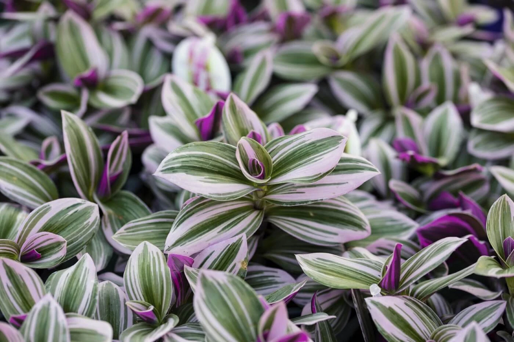 Tradescantia Nanouk Cuttings – 2 Pink Wandering Jew 6 Inch Indoor Houseplant Cuttings for Propagation