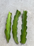 American Beauty Dragon Fruit Cuttings 3 Pack 8 Inch Unrooted Self Pollinating Cactus