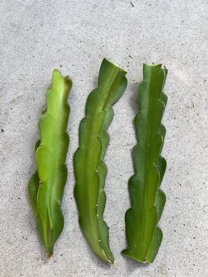 American Beauty Dragon Fruit Cuttings 3 Pack 8 Inch Unrooted Self Pollinating Cactus