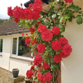 The Prince’s Trust Rose Cuttings – 6 Live Unrooted English Legend Climbing Rose Cuttings for Propagation