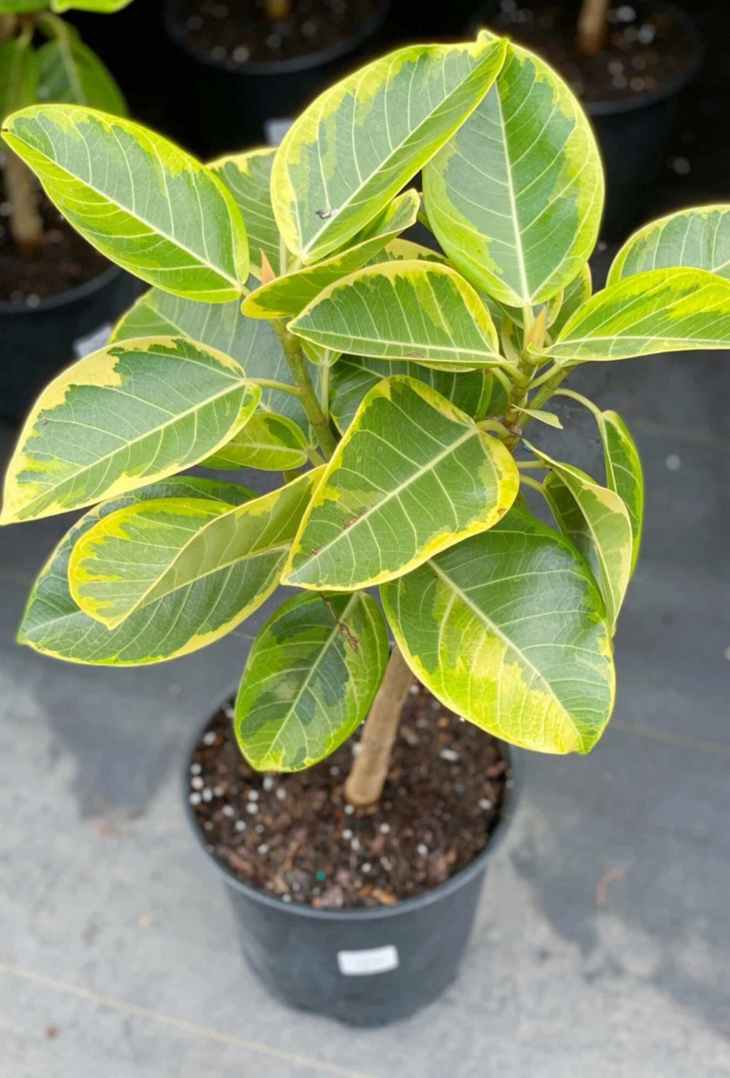 Yellow Gem Rubber Tree Ficus elastica Rooted Starter Plant, Variegated Indoor Houseplant for Containers