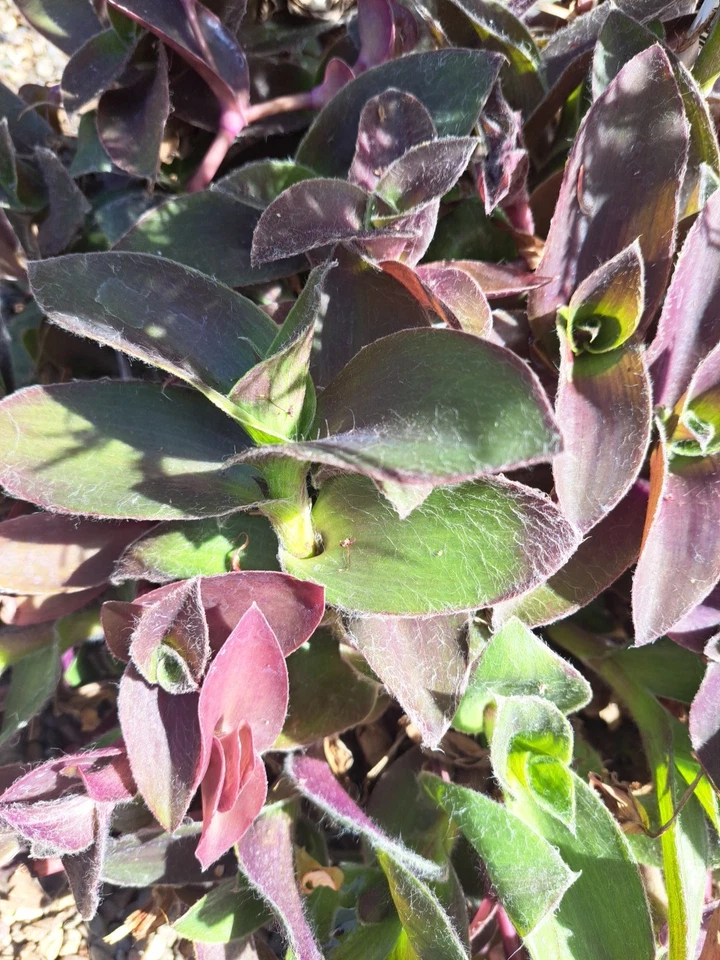 Purple Queen Tradescantia Cuttings – 10 Unrooted Tradescantia pallida Purple Heart Plants, Fuzzy Purple Foliage