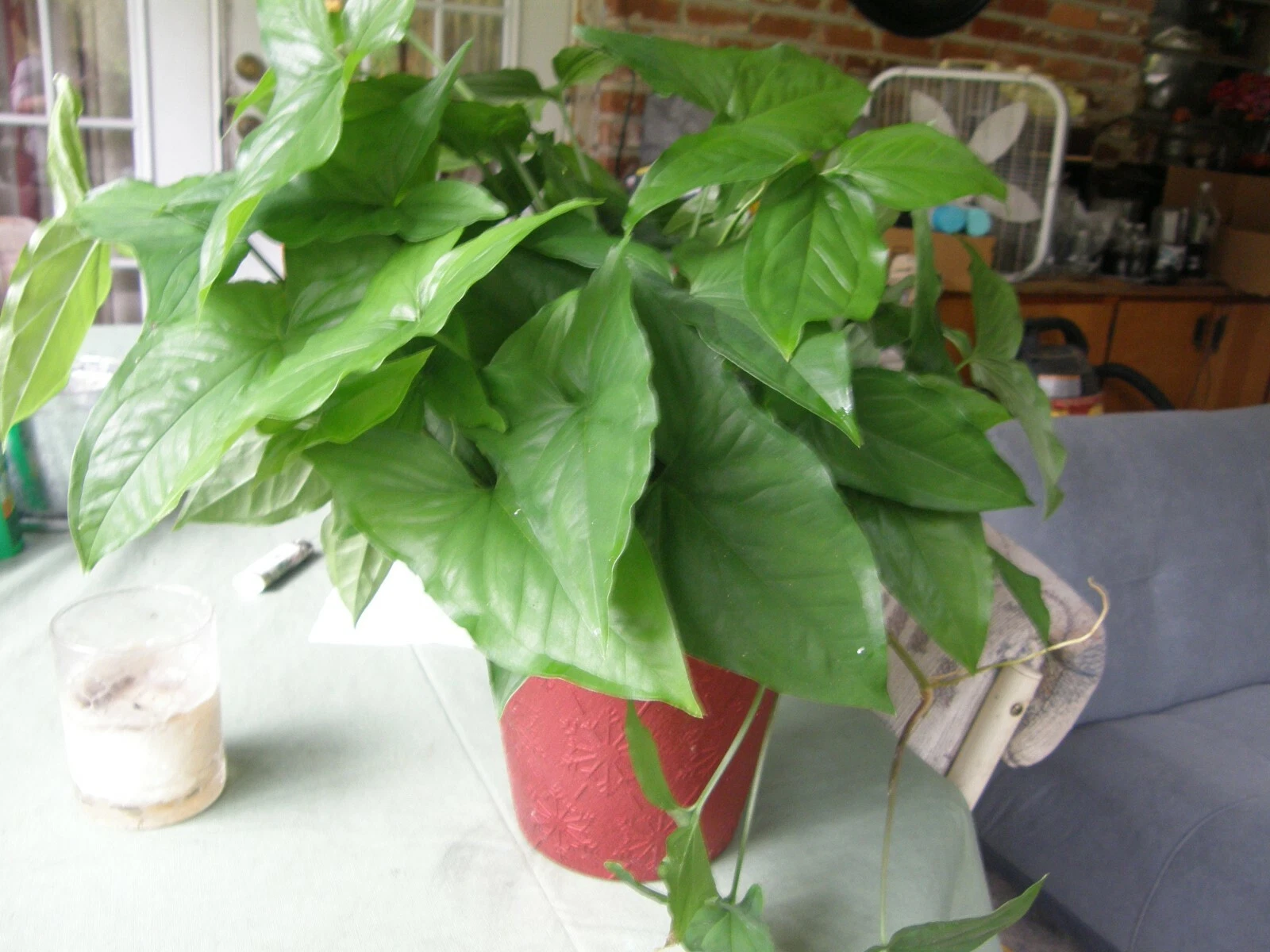 Syngonium Podophyllum Cuttings – Green Arrowhead Vine Lot of 5 Unrooted Houseplant Cuttings
