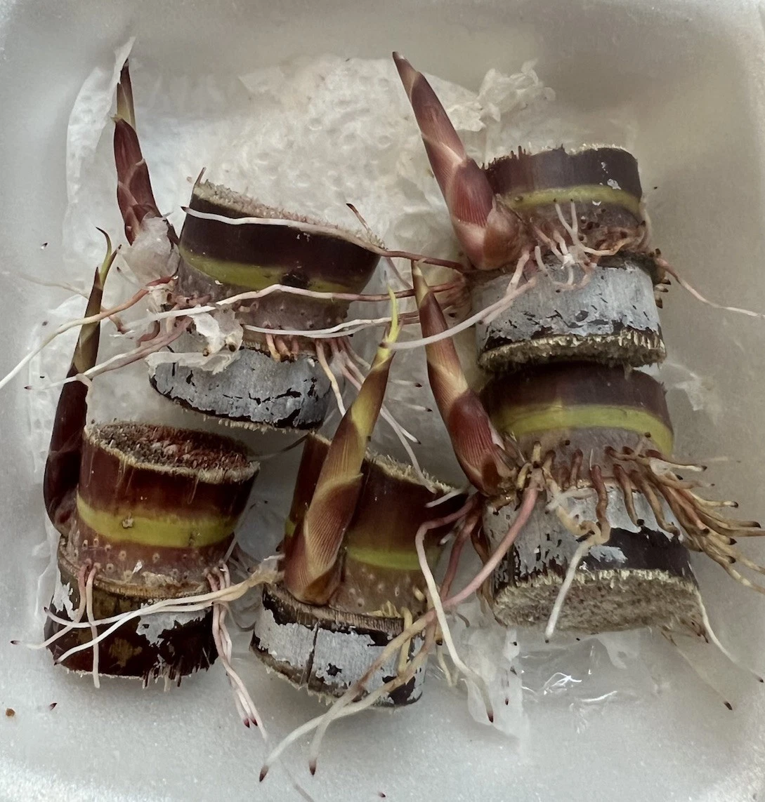 Dark Purple Sugarcane Rooted Cuttings – 5 Live Saccharum officinarum Cuttings Ready for Planting