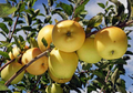 Apple Scion Wood Golden Delicious 10 Pack Fresh Unrooted Cuttings for Grafting Fruit Tree Propagation