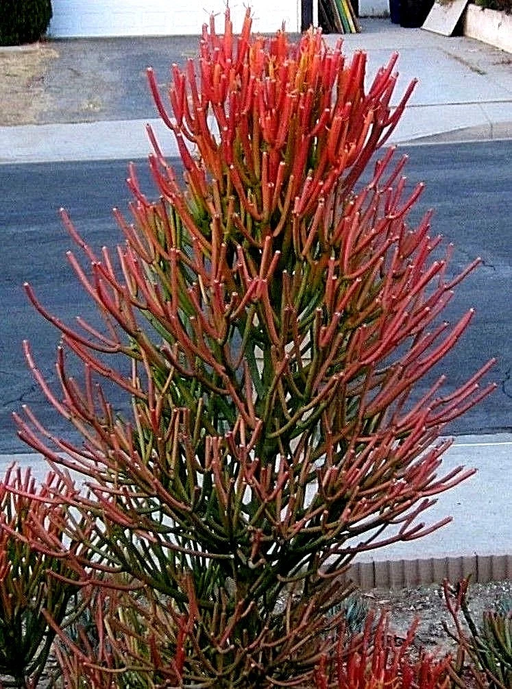 Fire Sticks Pencil Cactus Cuttings – 10 Fresh Euphorbia Tirucalli Cuttings, Succulent Shrub for Propagation