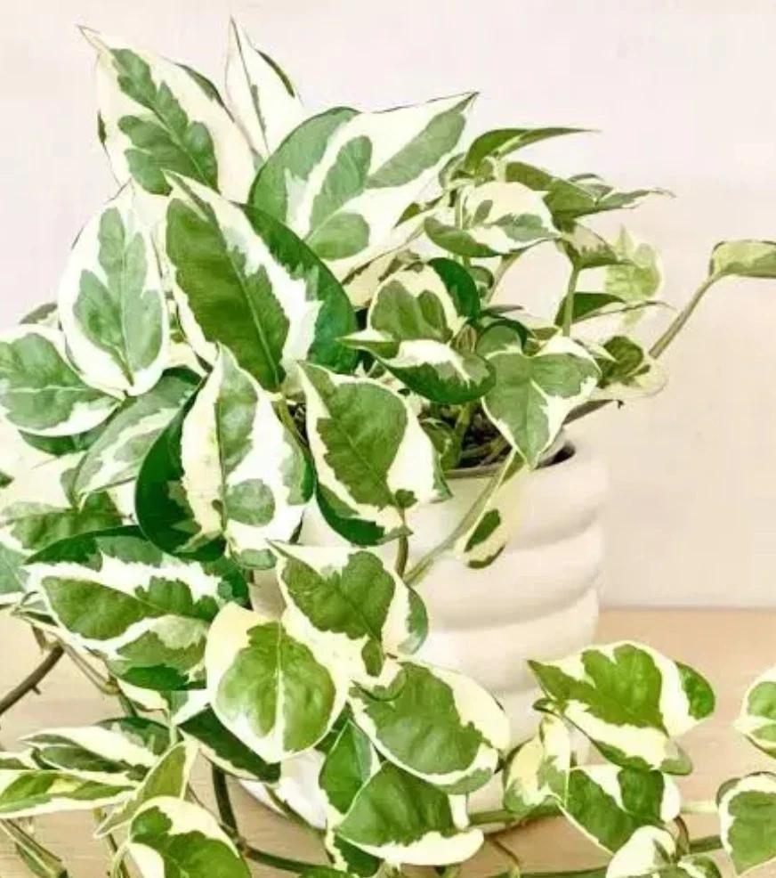 N’Joy Pothos Cuttings Unrooted, Epipremnum aureum Variegated Indoor Plant Cuttings for Propagation Set of 3