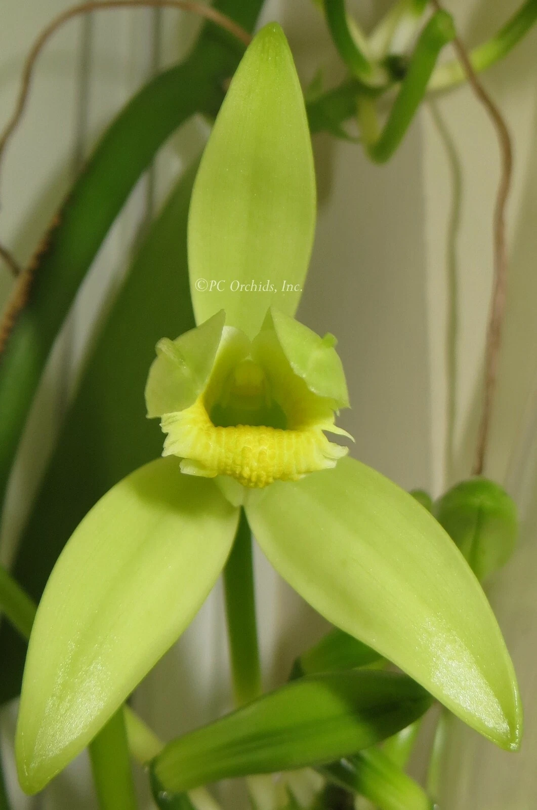 Vanilla Planifolia Cuttings – 12 Inch Live Unrooted Vanilla Orchid Vine Cuttings for Propagation