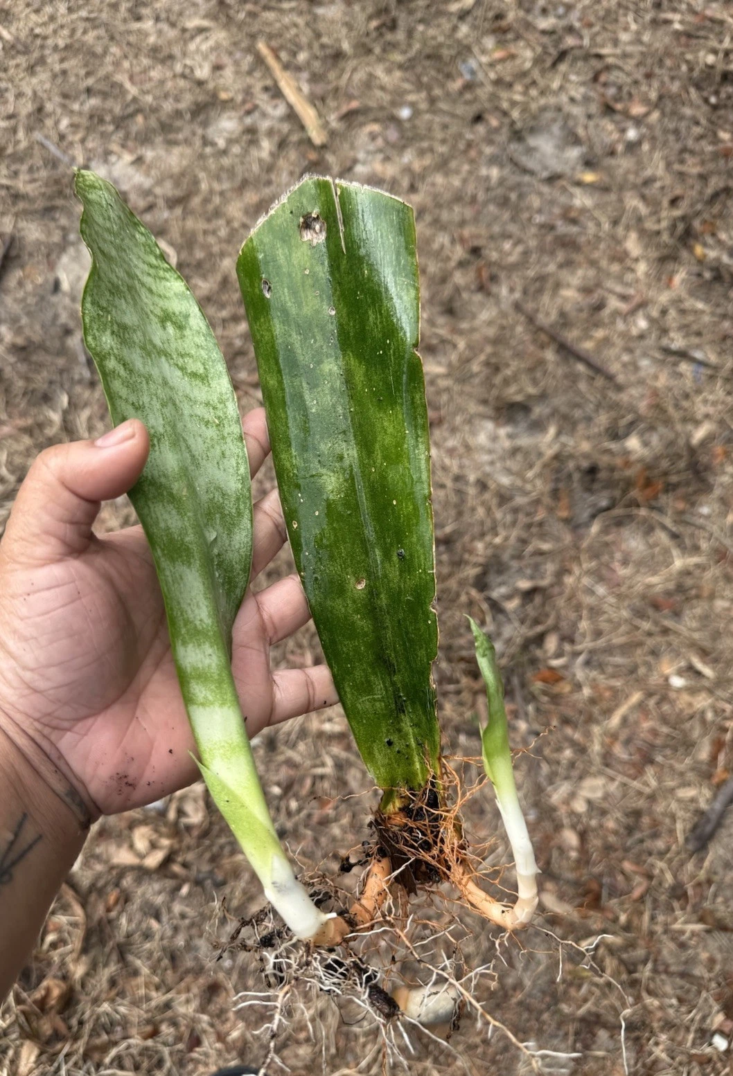 Snake Plant Rooted Cuttings – 3 Live Dracaena Trifasciata Houseplant Cuttings for Indoor Growing