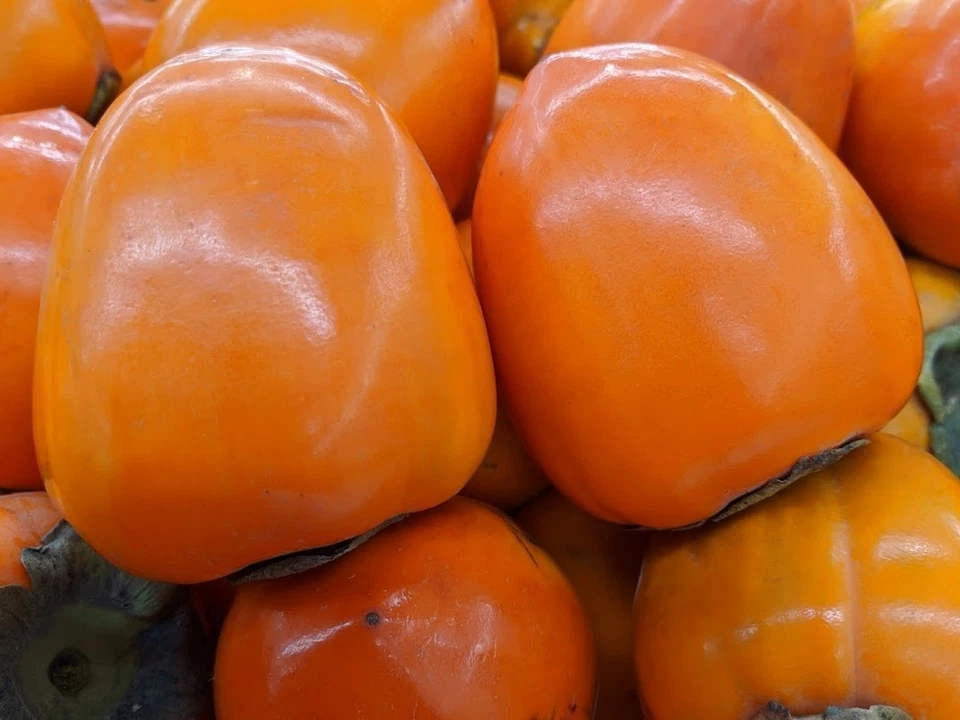 Hachiya Persimmon Tree Cuttings – 4 Unrooted Diospyros Kaki Cuttings 6–8 Inch for Propagation