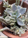 Ghost Plant Succulent Rooted Cuttings – Graptopetalum paraguayense Live Plants in 2 Inch Pot, Indoor Succulent