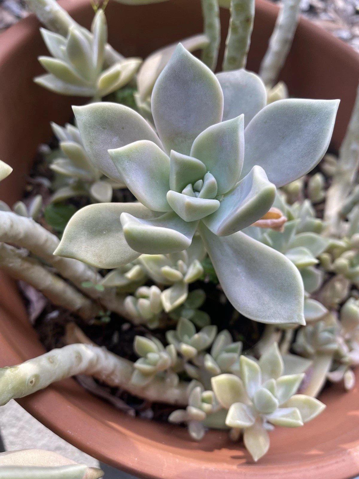 Ghost Plant Succulent Rooted Cuttings – Graptopetalum paraguayense Live Plants in 2 Inch Pot, Indoor Succulent