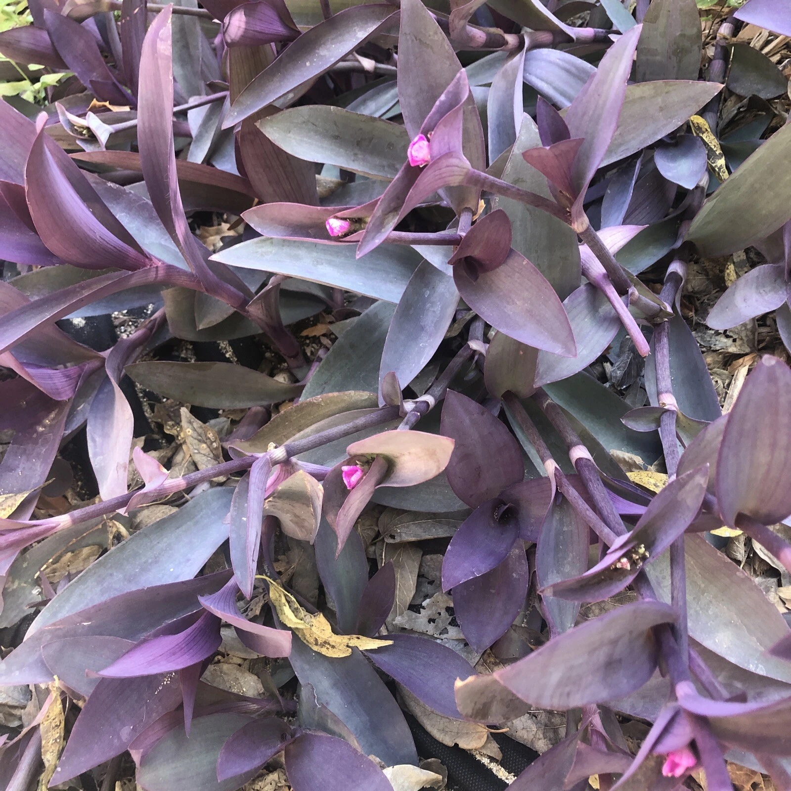 Purple Heart Tradescantia Pallida Cuttings – 6 Live Unrooted Wandering Jew Purpurea Plant Cuttings
