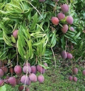 Purple Tommy Mango Scion Cuttings – 5 Fresh Scions for Grafting, Mangifera indica Fruit Tree Propagation