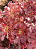 Aeonium Medusa Succulent Cuttings Set of 2 Unrooted Live Rosette Starters for Propagation