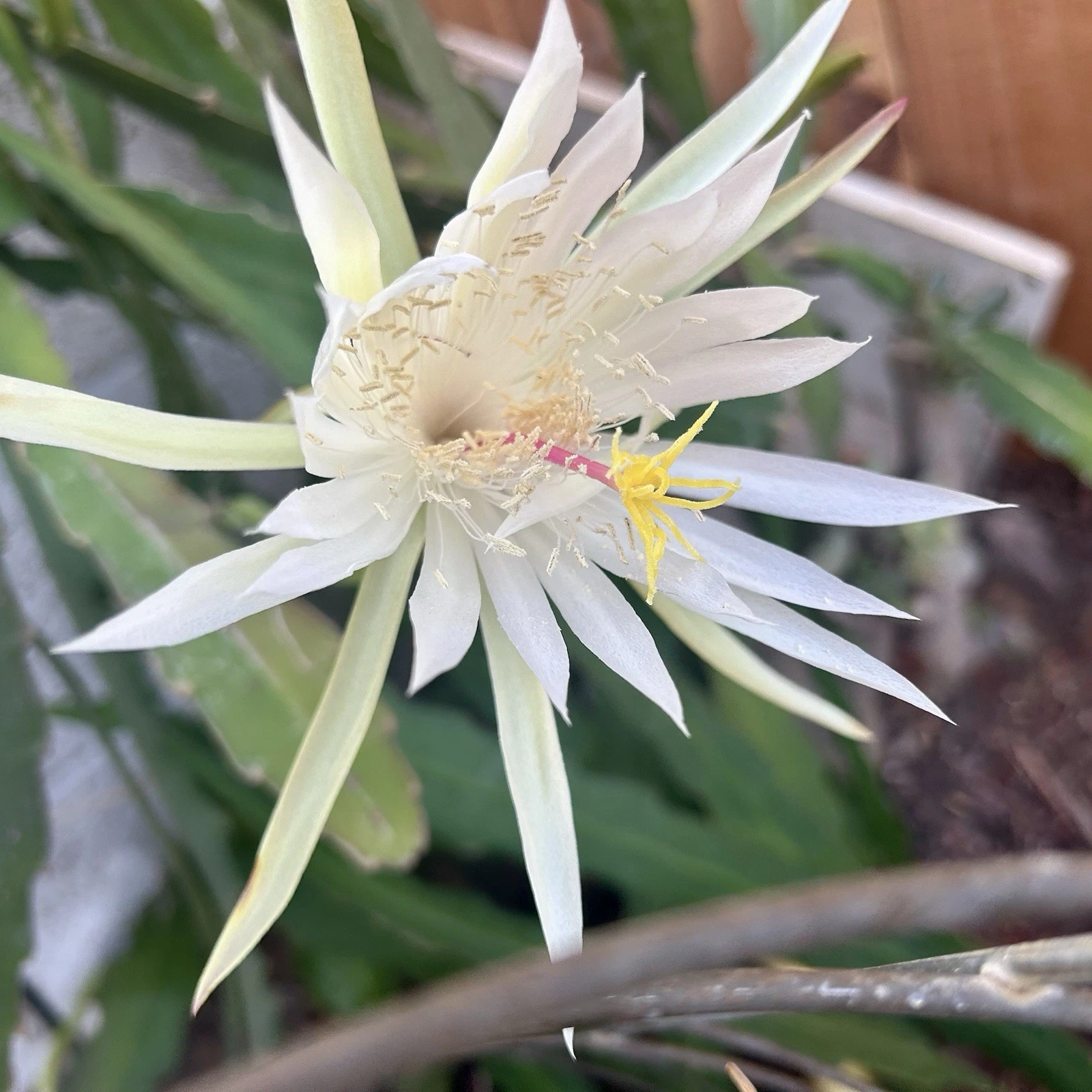 Epiphyllum Orchid Cactus Ophelia Cutting, White Flower 8–10 Inch Unrooted Segment