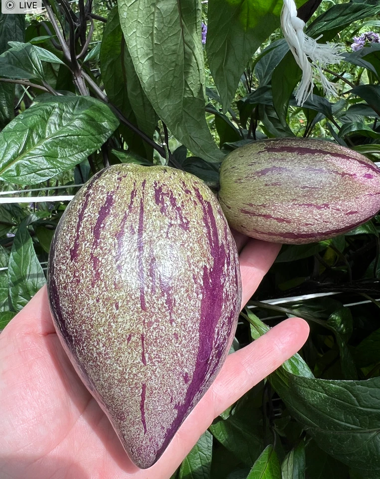 Purple Stripey Pepino Melon Cuttings – 6 Fresh Unrooted Solanum Muricatum Cuttings for Propagation