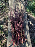 Nectarine Fruit Tree Softwood Cuttings for Propagation, Fresh Stone Fruit Tree Cuttings for Rooting Set of 5