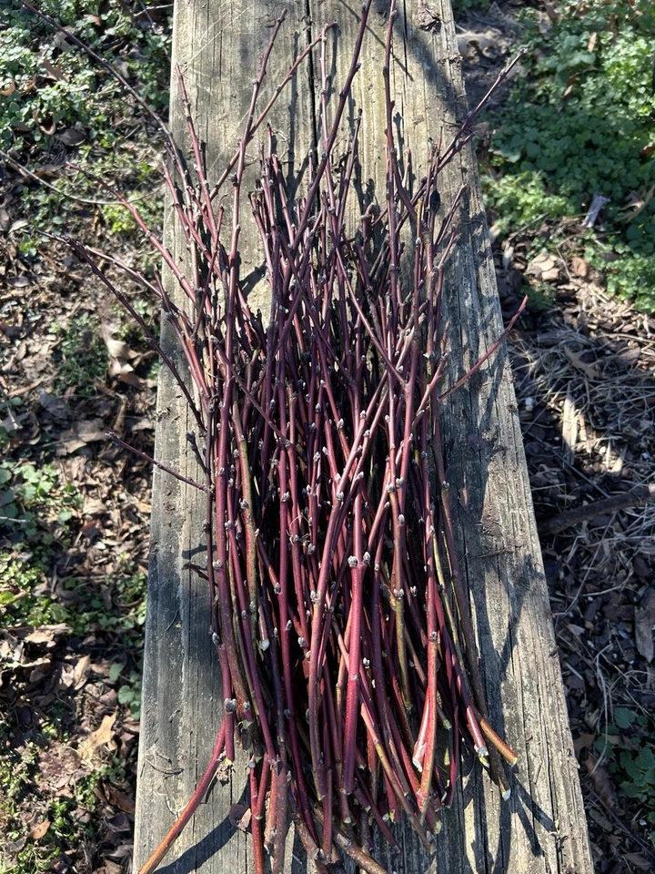 Nectarine Fruit Tree Softwood Cuttings for Propagation, Fresh Stone Fruit Tree Cuttings for Rooting Set of 5