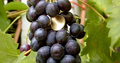 Muscat Bleu Grape Vine Cuttings – 5 Unrooted Vitis Vinifera Cuttings for Rooting or Grafting, Cold Hardy Grape
