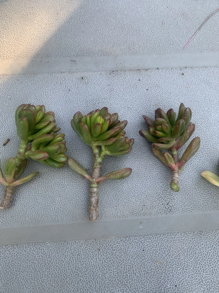 Crassula Ovata ‘Gollum’ Cuttings – 3 Live Jade Succulent Cuttings, Ogre’s Ear / Hobbit Jade for Planting