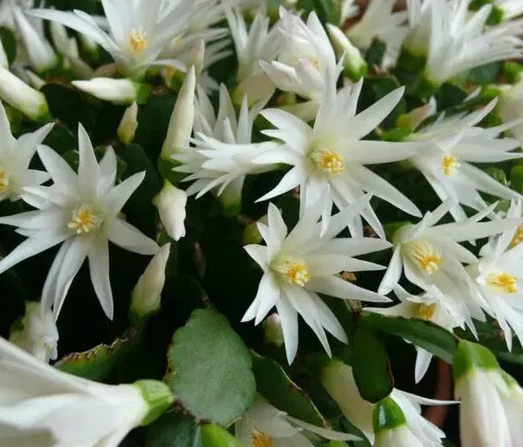 Easter Cactus White Spring Sunrise Rooted Plant – Rhipsalidopsis Hatiora Indoor Flowering Cactus