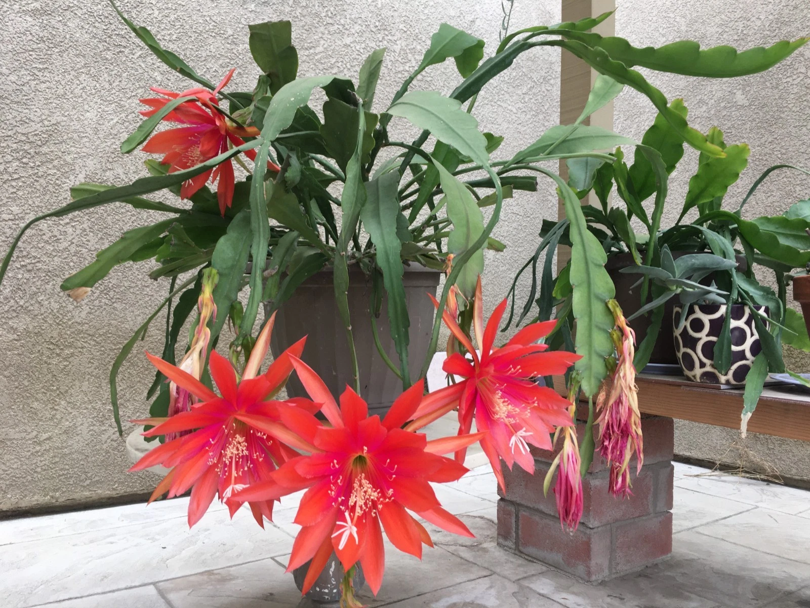 Orange Swirl Orchid Cactus Cuttings – 5 Fresh 5 Inch Epiphyllum Unrooted Cuttings for Propagation