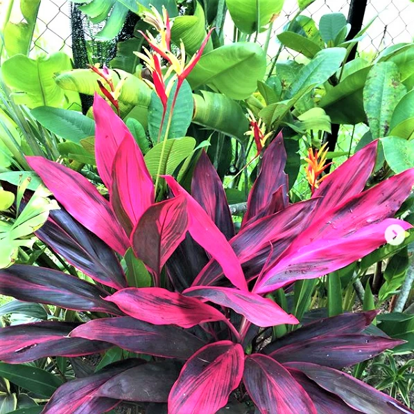 Red Siam Ti Plant Cutting – 8 Inch Cordyline fruticosa Live Cutting, Tropical Foliage Plant, Ready to Plant