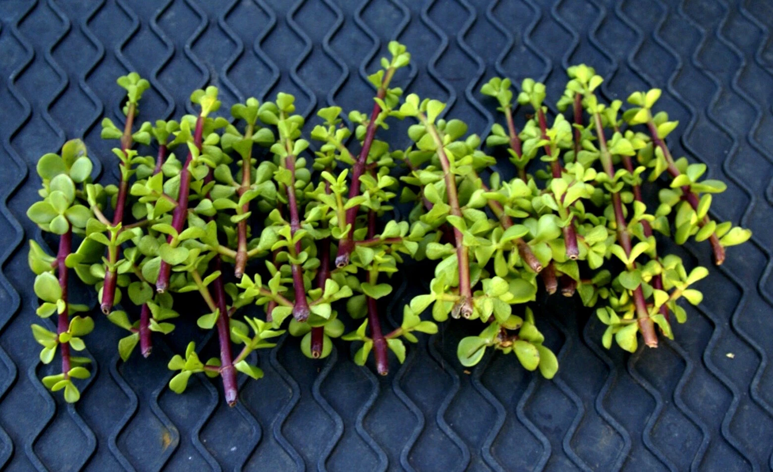 Elephant Bush Succulent Cuttings – 20+ Fresh Portulacaria Afra Cuttings, Green Rosette Succulent for Propagation