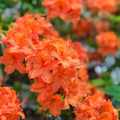 Mandarin Azalea Rhododendron Hybrid Starter Plant – Live Ornamental Shrub May Be Dormant