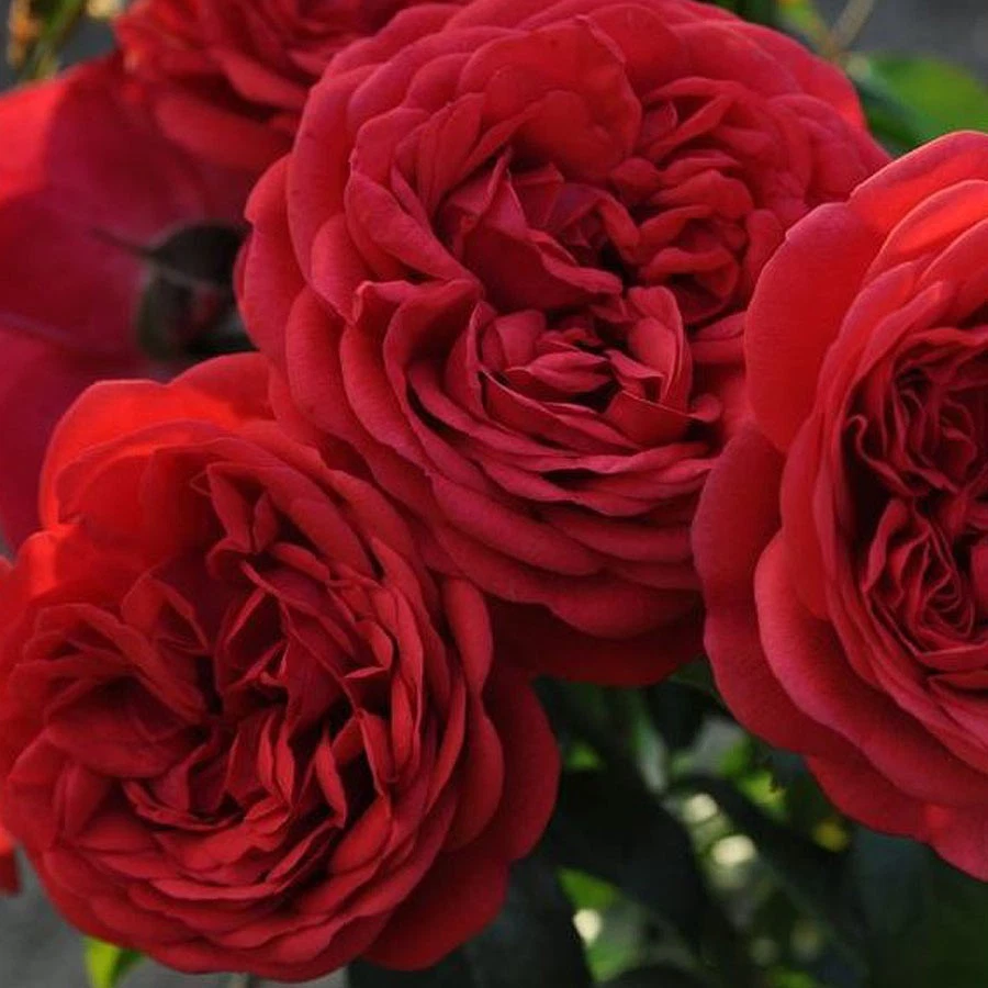 Don Juan Climbing Rose Live Plant 1.5 Gallon Potted, Red Flowering Rose Vine