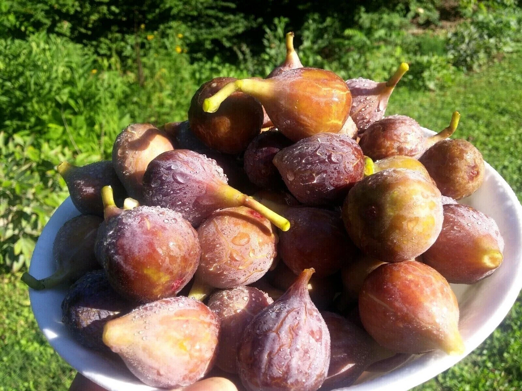 Celeste Fig Tree Cuttings – 40 Live Ficus carica ‘Celeste’ Cuttings, Cold Hardy Fig for Planting