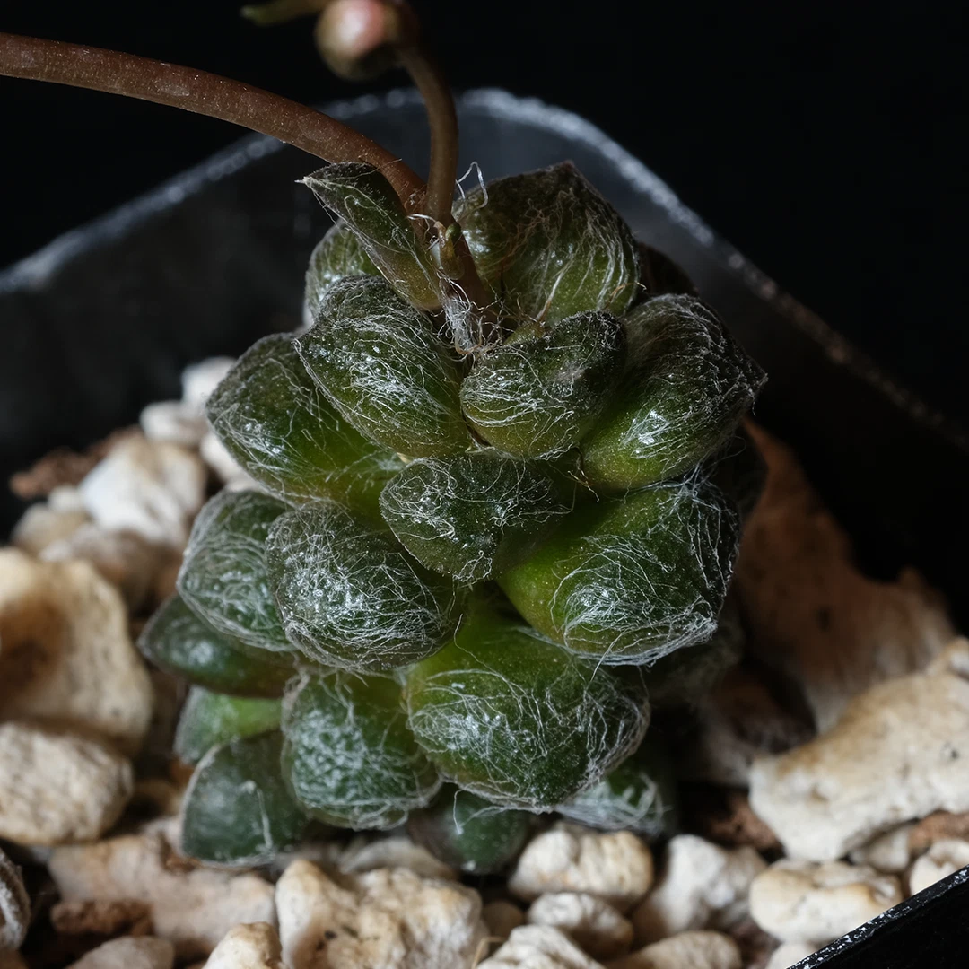 Anacampseros baeseckei Succulent – Live Potted Plant in 2 Inch Pot, Compact Rosette Succulent for Planting