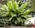 Basjoo Banana Tree Starter Plant – Musa basjoo Live Rooted Banana, Cold Hardy Banana Tree for Garden or Container