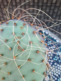 Opuntia Azurea Parva Cactus Cutting Live Unrooted Prickly Pear Segment