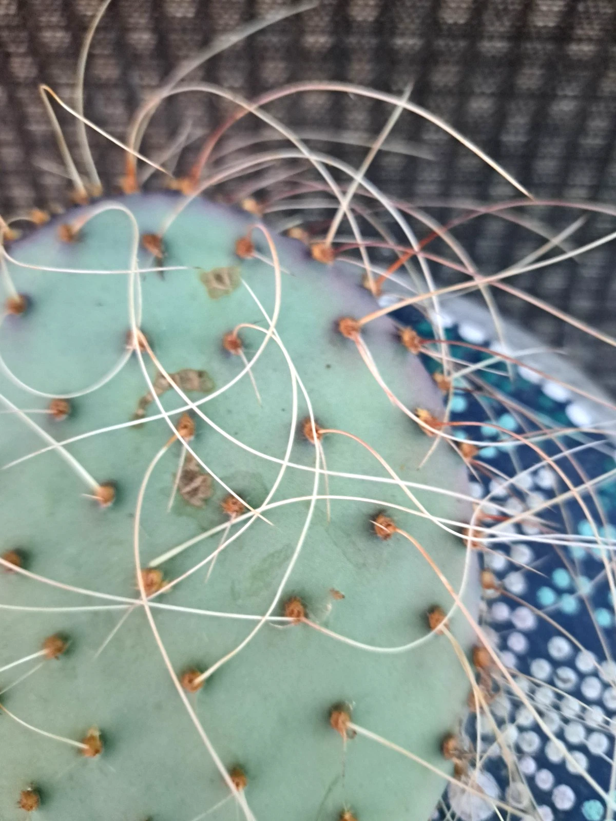Opuntia Azurea Parva Cactus Cutting Live Unrooted Prickly Pear Segment