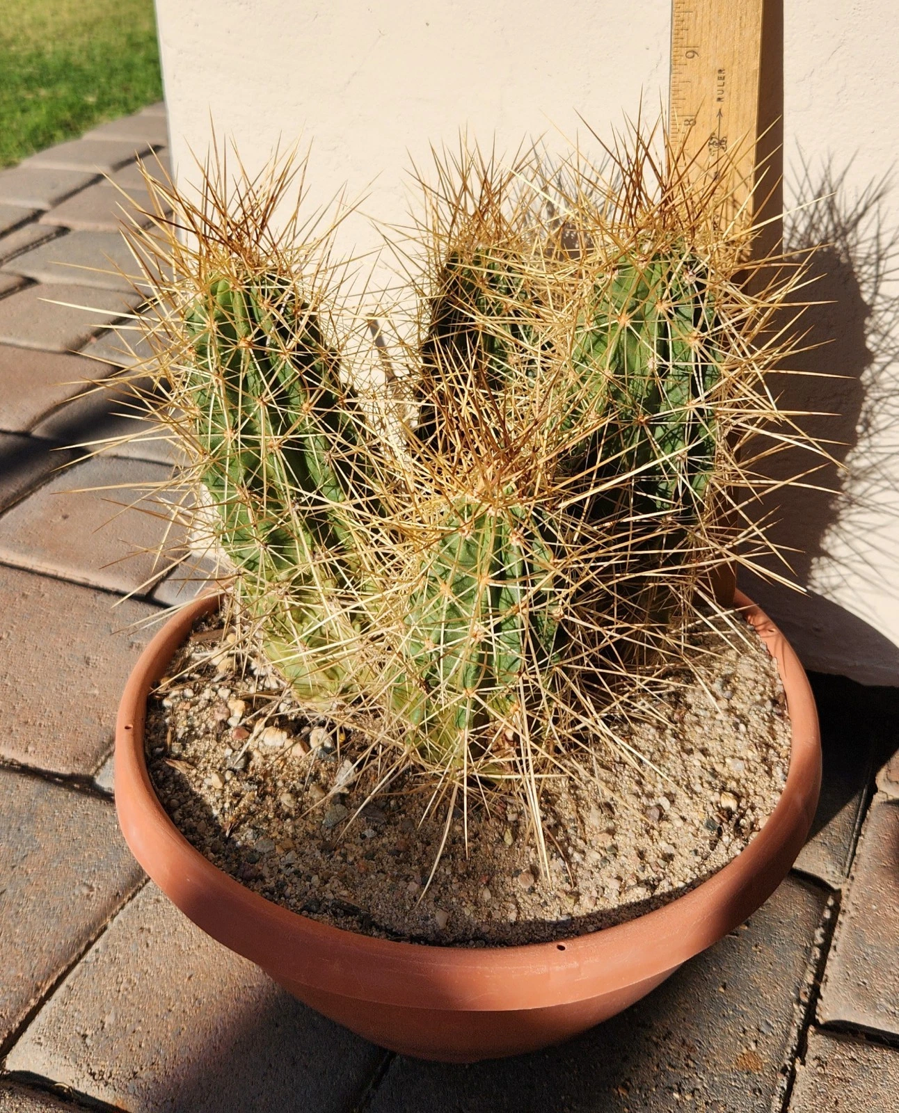 Strawberry Hedgehog Cactus Live Rooted Plant, Echinocereus Stramineus Hardy Ornamental Cactus for Pot or Garden