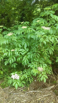 American Elderberry Cuttings Sambucus Canadensis Wholesale 50 Pack Unrooted Shrub