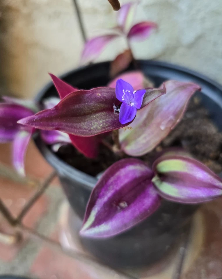 Purple Wandering Jew Cuttings – 12 Tradescantia Zebrina Live Cuttings 4–6 Inch, Trailing Houseplant for Rooting
