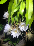 Queen of the Night Orchid Cactus Rooted Cutting, Epiphyllum oxypetalum Night Blooming Houseplant