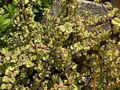 Variegated Elephant Bush Cuttings – Portulacaria Afra Live Cuttings, 11 Succulent Cuttings for Propagation
