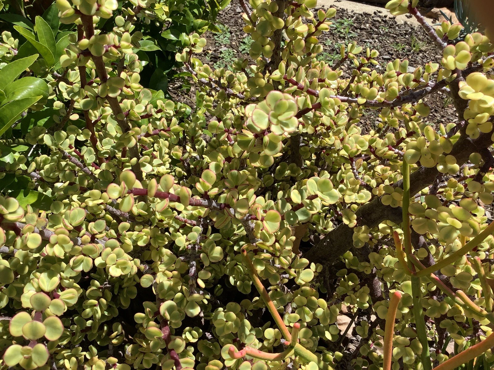 Variegated Elephant Bush Cuttings – Portulacaria Afra Live Cuttings, 11 Succulent Cuttings for Propagation